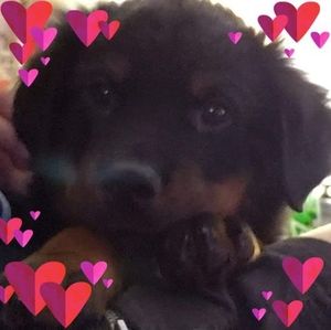 Meet your Posher, Izzy